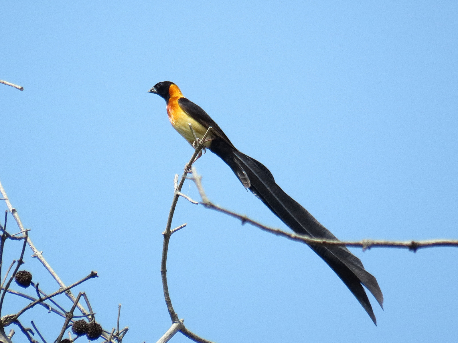 image Exclamatory Paradise-Whydah